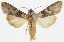 Autographa absinthii