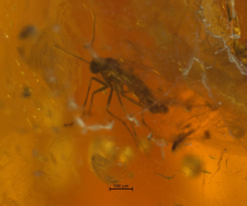 Sciaridae