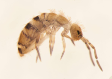 Orchesella flavescens