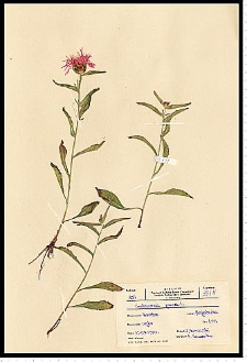Centaurea jacea L.