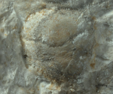 Goniodromites species