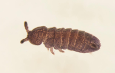 Tetradontophora bielanensis