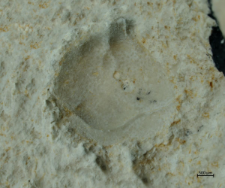 Goniodromites serratus