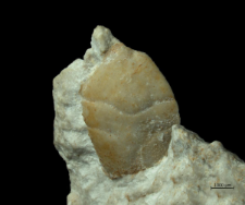Goniodromites serratus
