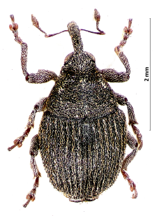 Glocianus distinctus (Brisout, 1870)