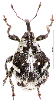 Hadroplontus litura (Paykull, 1800)