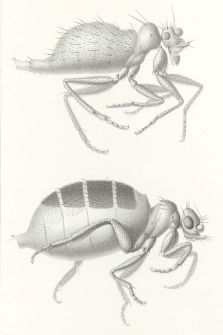 Die Stethopathidae, eine neue flügel- und schwingerlose Familie der Diptera