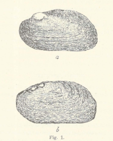 Quart&auml;re mollusken aus den tonen von Ludwin&oacute;w bei Krakau