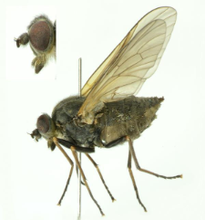 Symphoromyia crassicornis (Panzer, 1806)