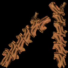 Chain, fragment of a finding [3D]