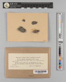 Physcia teretiuscula (Ach.) Lynge