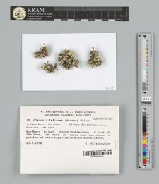 Cladonia foliacea (Hudson) Willd.