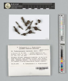 Tuckermannopsis sepincola (Ehrh.) Hale