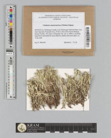 Cladonia amaurocraea (Flörke) Schaer.