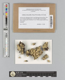 Asahinea chrysantha (Tuck.) W.L.Culb. & C.F.Culb.
