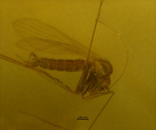 Psychodidae (Phlebotominae)
