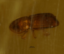 Coleoptera