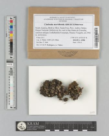 Cladonia meridensis Ahti & S. Stenroos
