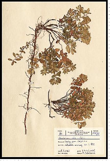 Vaccinium vitis-idaea L.
