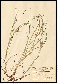 Carex hirta L.