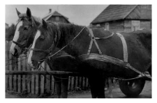 A two horse team