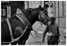 A horse in a collar
