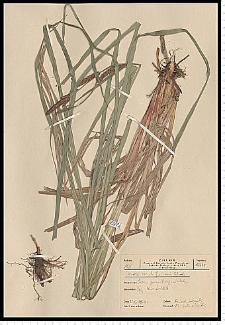 Carex acutiformis Ehrh.