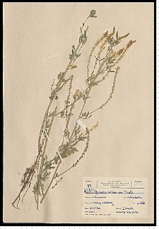 Melilotus officinalis (L.) Pall.