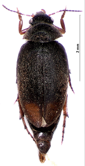 Eucinetus haemorrhoidalis (Germar, 1818)