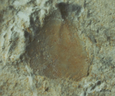 Tanidromites species
