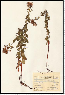 Hypericum maculatum Crantz