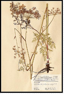 Peucedanum palustre (L.) Moench