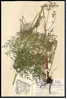 Peucedanum palustre (L.) Moench