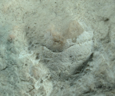 Goniodromites species