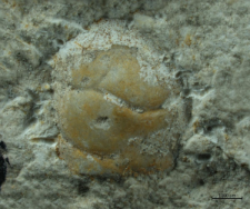 Tanidromites species