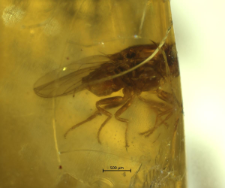 Diptera (Brachycera, Acalyptratae)