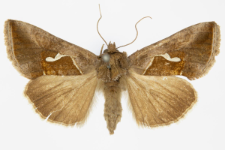 Macdunnoughia confusa
