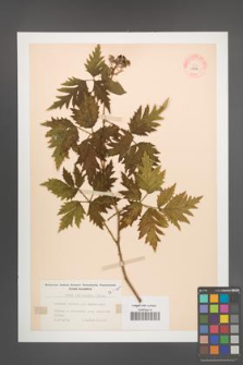 Rubus laciniatus [KOR 10846]