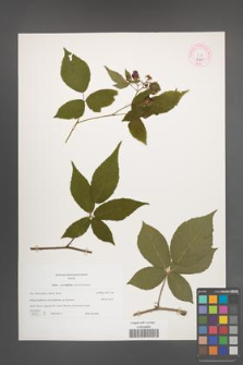 Rubus lucentifolius [KOR 44300]