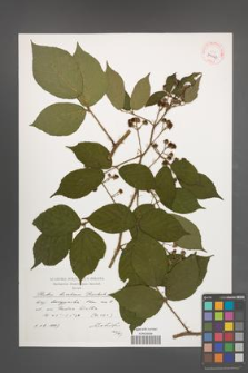 Rubus lusaticus [KOR 39047]