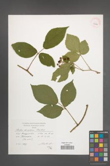 Rubus lusaticus [KOR 39049]