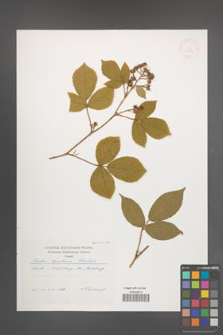 Rubus lusaticus [KOR 33181]