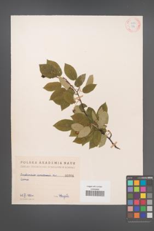 Amelanchier canadensis [KOR 384]
