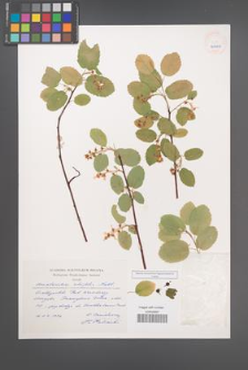 Amelanchier alnifolia [KOR 40404]