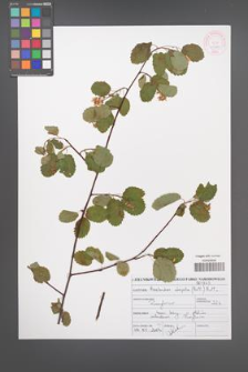 Amelanchier alnifolia [KOR 46920]