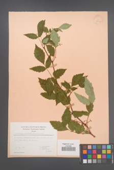 Ampelopsis orientalis [KOR 30057]