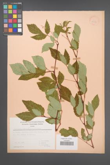 Ampelopsis orientalis [KOR 30056]