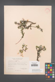 Amelanchier parviflora [KOR 20994]