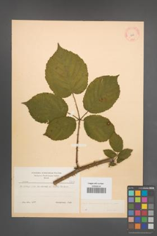 Rubus macrophyllus [KOR 8759]