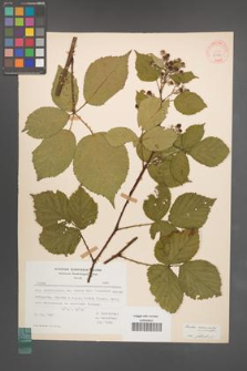 Rubus nemoralis [KOR 30770]